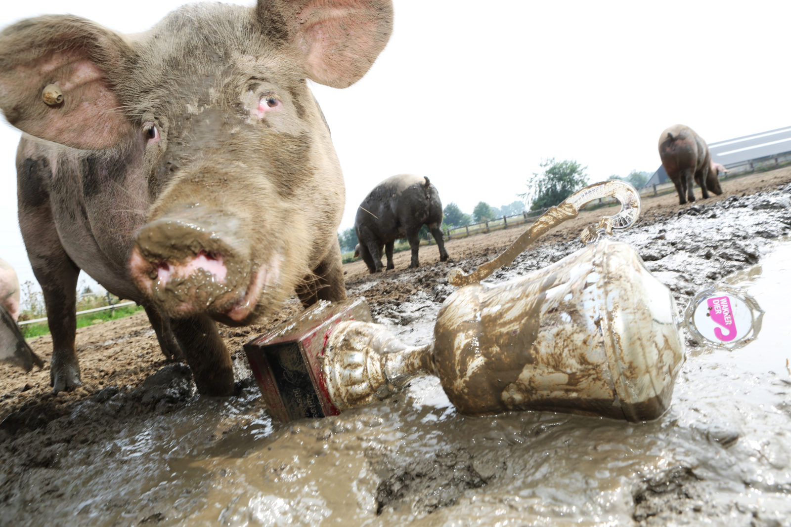 Uitreiking mooiste modderpoel varkens 2015