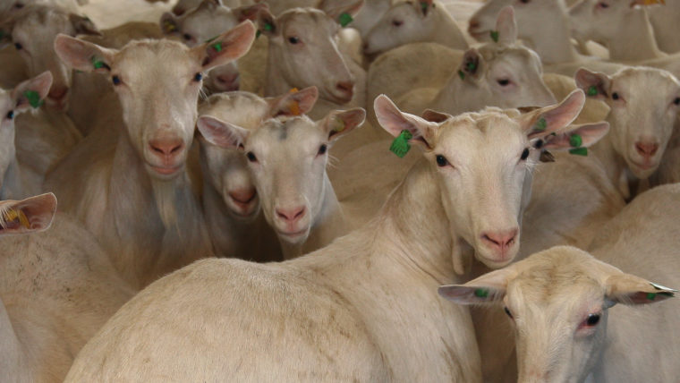 Beeld geiten in de vee-industrie