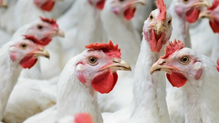 beeld kippen in de vee-industrie