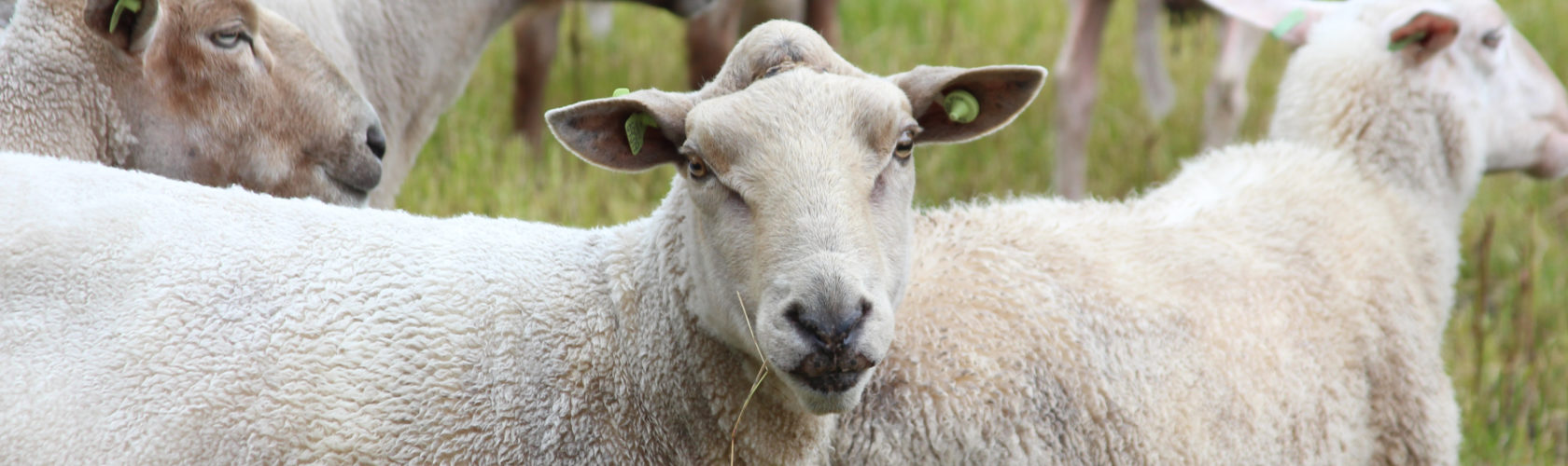beeld schapen