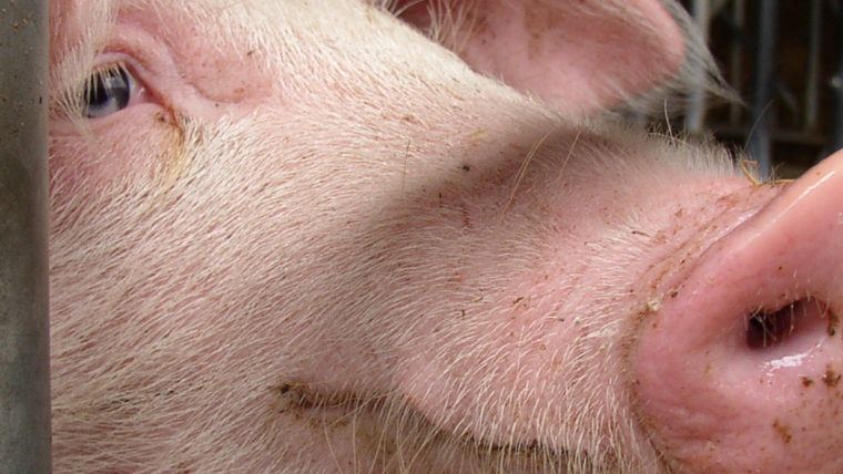 beeld varkens in de vee-industrie