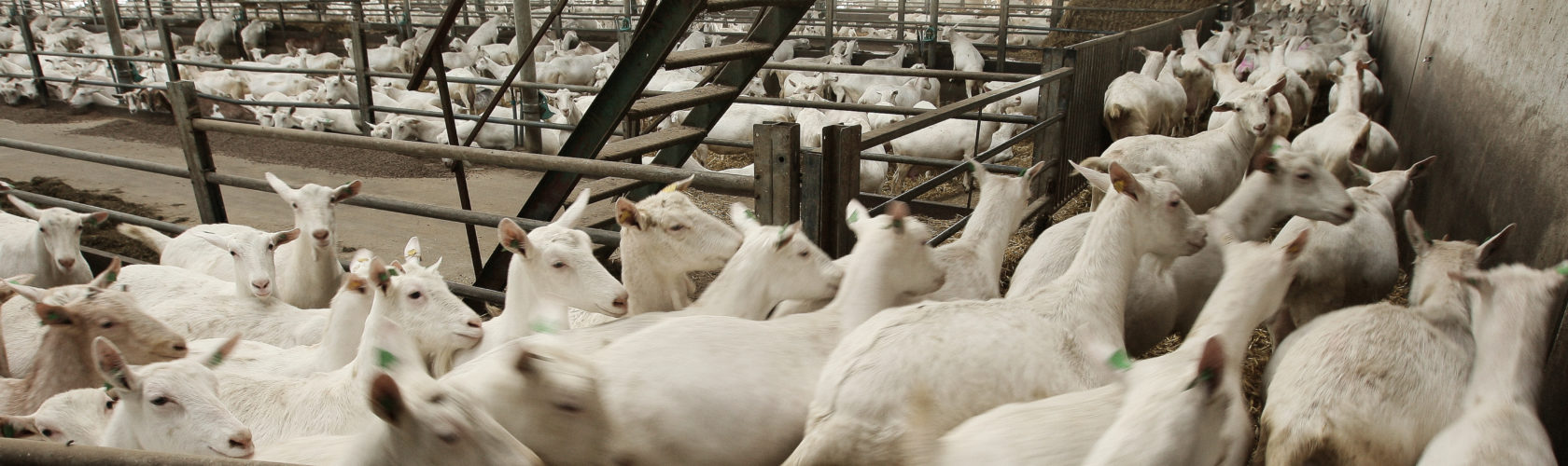 beeld geiten in de vee-industrie