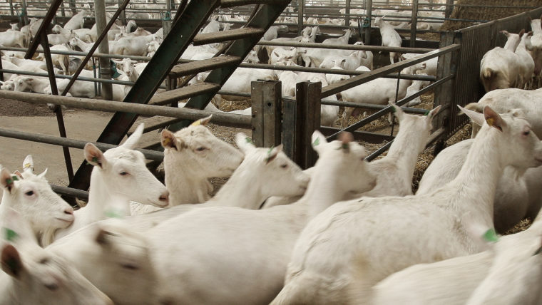 beeld geiten in de vee-industrie