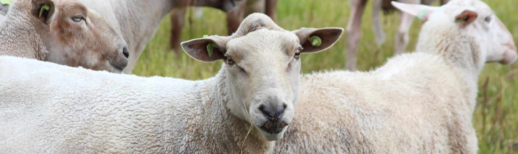 beeld schapen in de wei