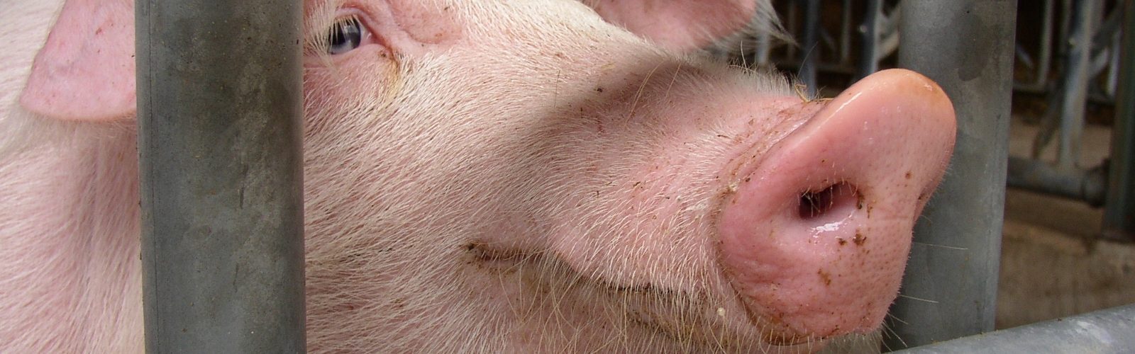 beeld varken in de vee-industrie