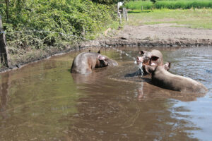 beeld: varkens spelen in de modder met een waterstraal