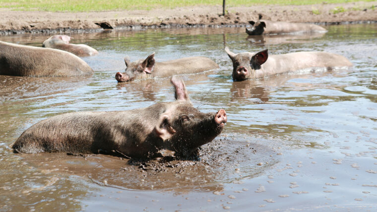 beeld: varken rolt en speelt in de modder