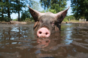 beeld: varken ligt in de modder