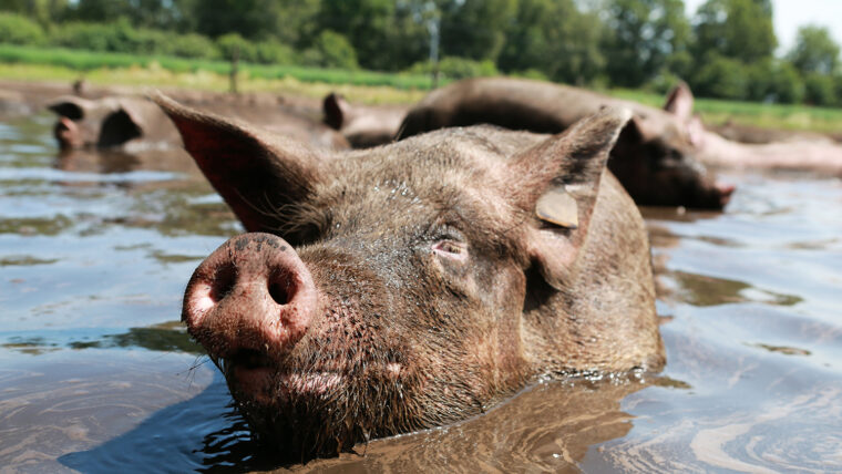 beeld: varken ligt in een modderpoel