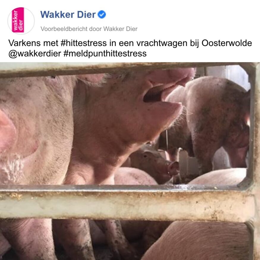 Beeld: varkens met hittestress in een vrachtwagen