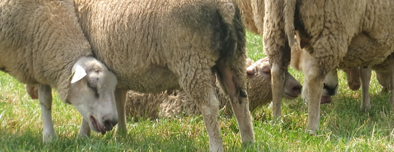 Foto schapen melding NVWA – header