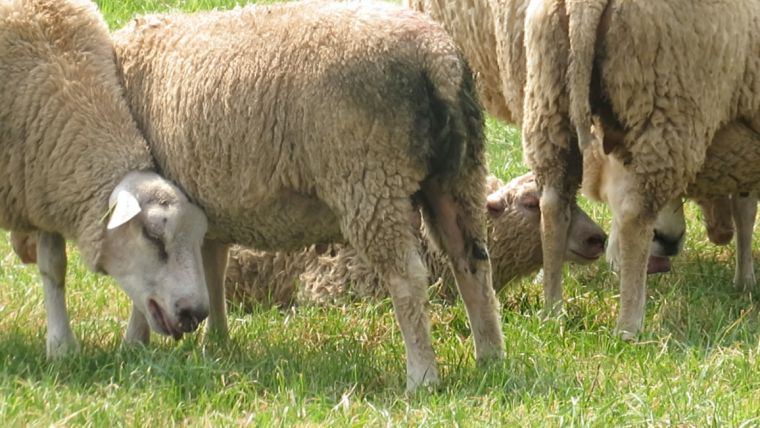 Foto schapen melding NVWA – header