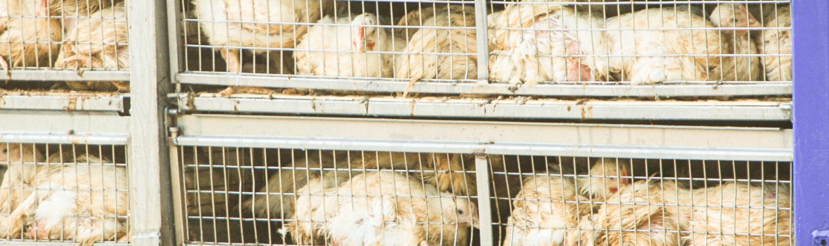 Beeld: kippen dicht op elkaar in een transportwagen