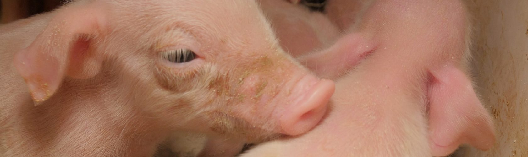 Beeld: close up van een jong varken