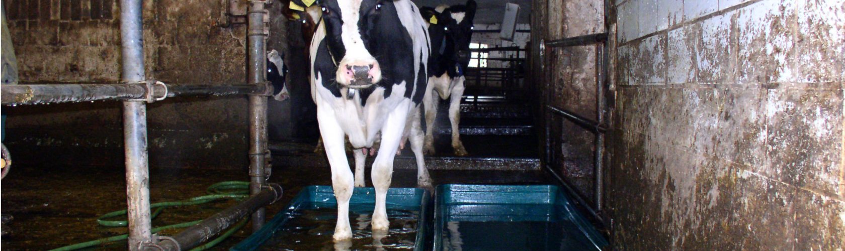 Beeld: melkkoe loopt door een bad giftige chemicaliën