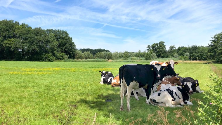 Beeld: koeien zoeken schaduw in de wei
