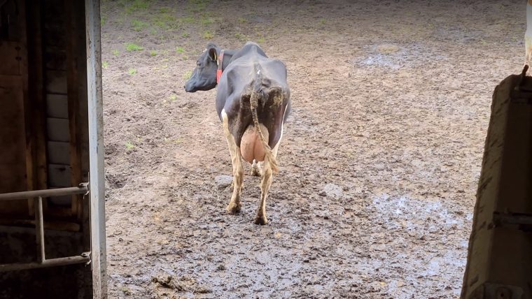 Foto kreupele koe