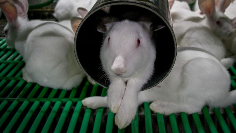 Beeld: konijnen in een hok van ijzer en plastic